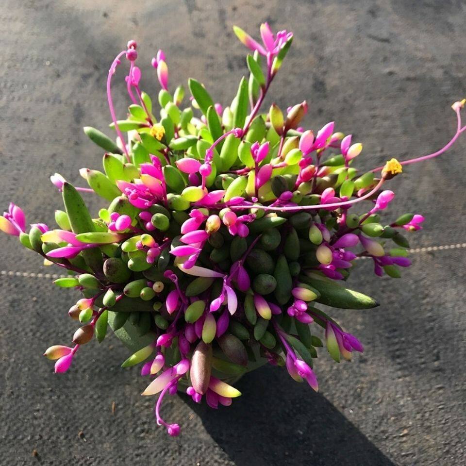 彩色紫玄月锦多肉植物盆栽办公室桌面高档垂吊兰绿植花卉