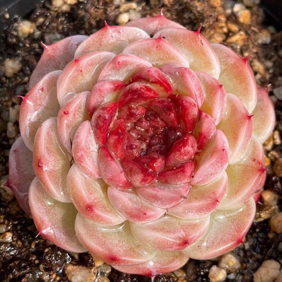 韩货糖心天鹅绒麦秆苗多肉植物盆栽稀有贵货肉肉办公桌面净化空气