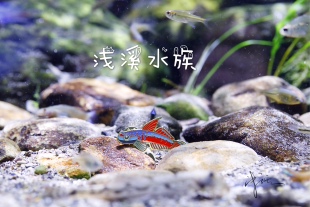 浅溪水族原生鱼胸针徽章裕红枝桠虾虎鱼浅溪原创自然溪流包邮
