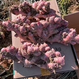 贵妃红 生姜种子 红皮 新鲜现挖 云南精选 正宗红姜种