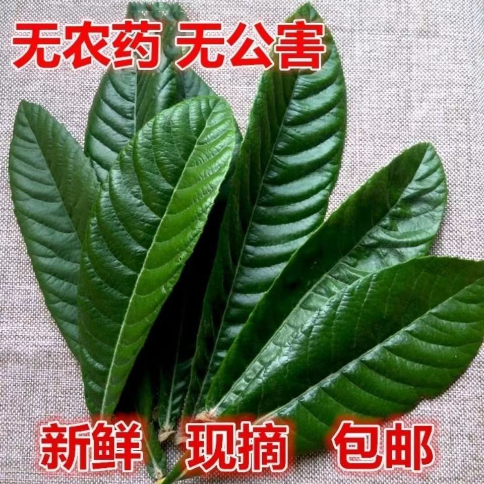 枇杷叶新鲜现摘纯天然野生清热止痰化咳老枇杷树叶子绿叶原生态