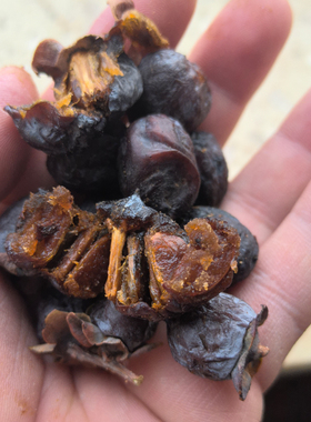 君迁子野生有核黑枣无硫牛奶柿天然软枣多核野柿子中药膳有籽药用