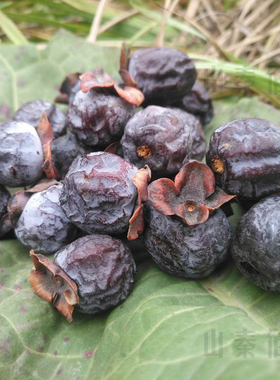 有核野生黑枣君迁子原生态野柿子软枣新鲜多核零食泡酒中药膳无硫