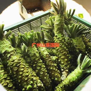 9根芥辣刺身日料wasabi辣根现货 首购送铁磨鲜山葵150克4 包邮