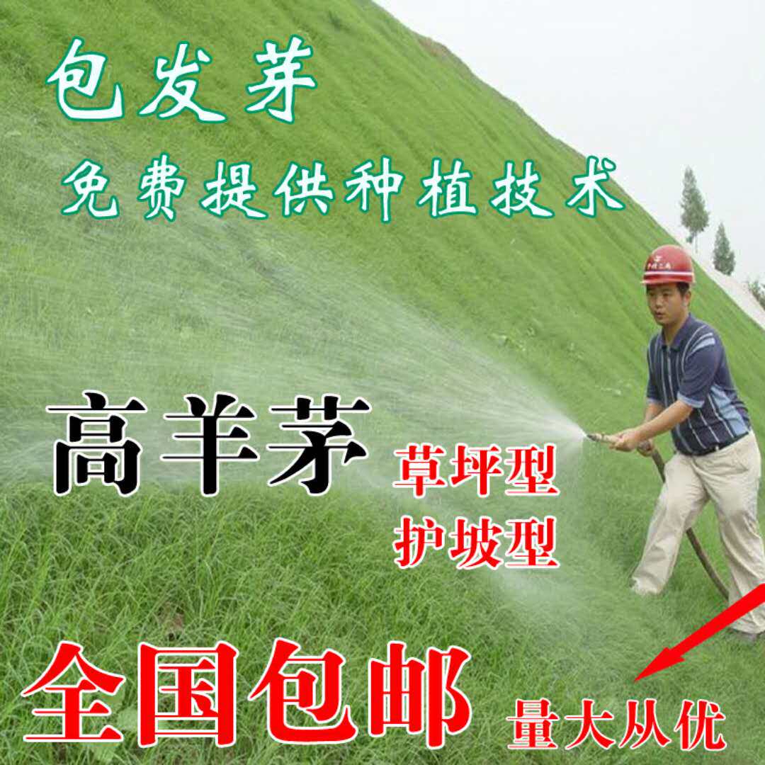 玛格丽特花茼蒿菊花种子 蓬蒿菊种籽 木茼蒿花籽 木春菊 盆栽花卉|ruв категории доставка цветов/цветок моделирования/растения садоводства, цветок/овощи и фрукты/газон семян (новая), домашнее садоводство семян - от Buy2taobao.com для оказания профессиональной услуги покупки агента Taobao