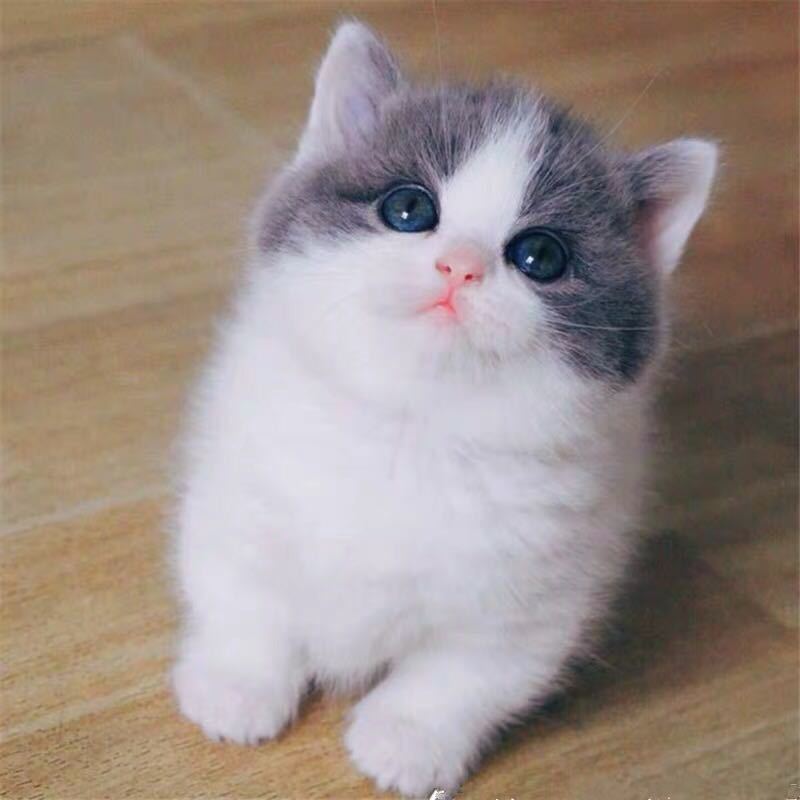 猫咪活体纯种蓝白猫活体活体幼猫宠物猫活体英短幼猫曼基康矮脚猫