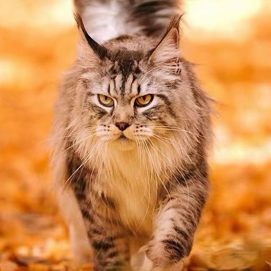 缅因猫纯种棕银虎斑烟灰色长毛绒猫咪活体巨型森林宠物小猫家领养