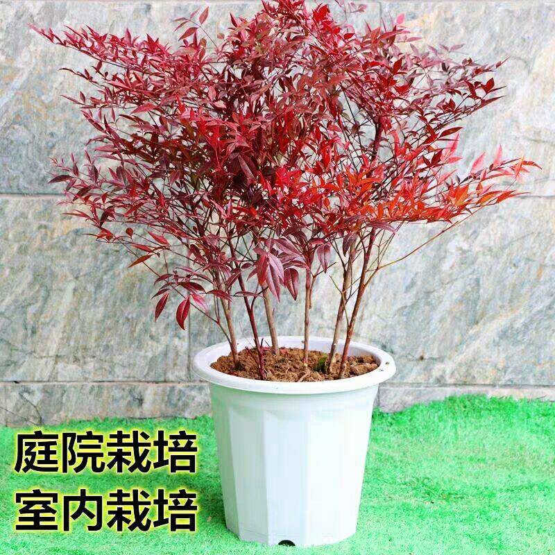 火焰南天竹树苗红天竺盆栽红天竹苗红叶植物观叶庭院耐寒绿化苗木
