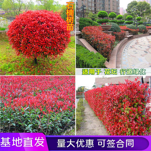 红叶石楠绿化工程庭院四季常青
