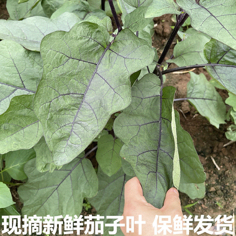 农村现采新鲜茄子叶现摘茄子叶子新鲜蔬菜叶保鲜发货鲜叶包邮