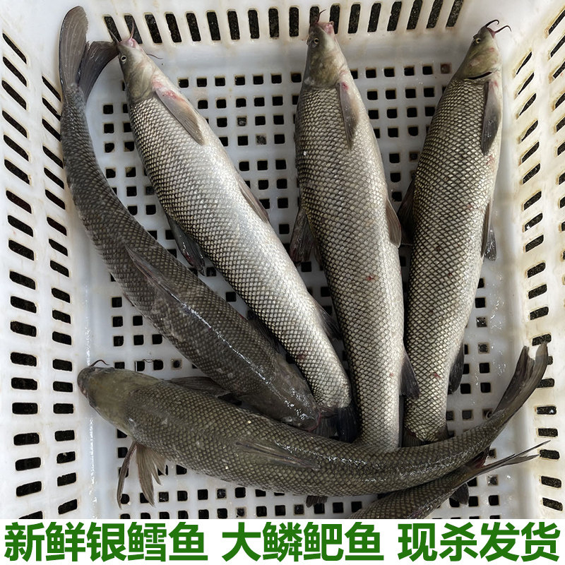湖北银鳕鱼大鳞鲃鱼雪鱼