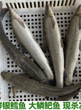 新鲜银鳕鱼淡水大鳞鲃鱼雪鱼鱼淡水鱼塘养殖鱼现杀现发包邮