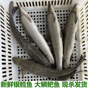 新鲜银鳕鱼淡水大鳞鲃鱼雪鱼鱼淡水鱼塘养殖鱼现杀现发包邮