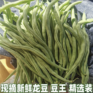 龙豆新鲜豆角湖北农家自种蔬菜架豆王豆角无筋芸豆龙豆现摘包邮