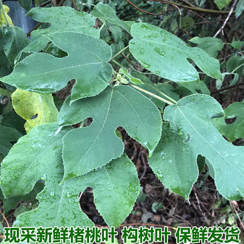 现采楮桃叶新鲜构树叶整片新货褚桃叶干楮树叶谷树叶桃叶包邮
