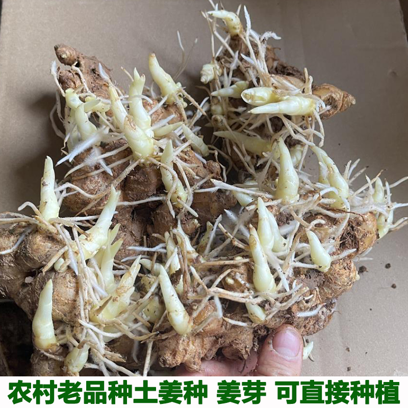 湖北小黄姜种子大姜生姜种植苗新鲜老姜姜芽姜苗月子姜催芽姜种籽