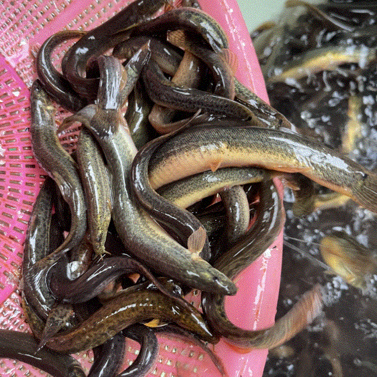 土泥鳅新鲜农村泥鳅鱼鲜活淡水青鳅黄板鳅鱼钓青鱼鳅土泥鳅包邮