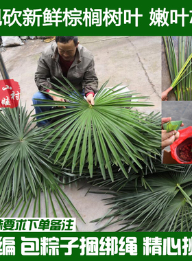 现砍农家新鲜棕树叶 棕榈树叶新鲜 包粽子捆绑绳子粽子绳棕榈树叶