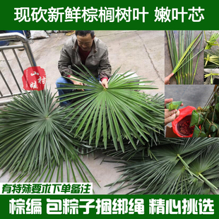 现砍农家新鲜棕树叶 棕榈树叶新鲜 包粽子捆绑绳子粽子绳棕榈树叶