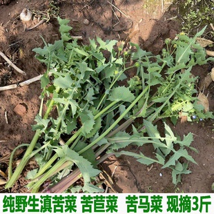 苦荬菜 苦荬 现摘现发 续断菊苦马菜苦苣 野生新鲜花叶滇苦菜