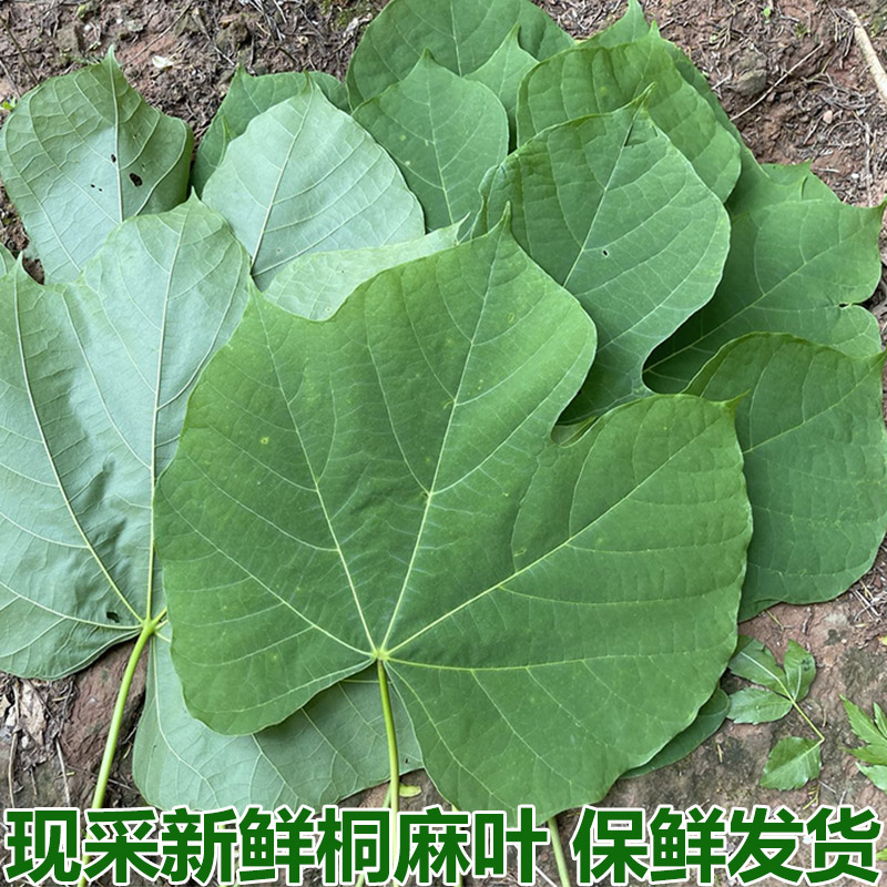 现采新鲜桐麻树叶梧桐叶中药材梧桐树叶梧桐子梧桐白皮青桐包邮
