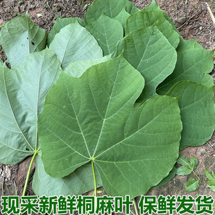 现采新鲜桐麻树叶梧桐叶中药材梧桐树叶梧桐子梧桐白皮青桐包邮