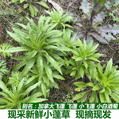 现采小蓬草新鲜小飞蓬草