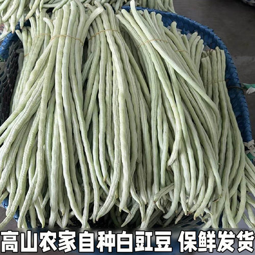 农家老品种长豇豆白豆角白豇豆