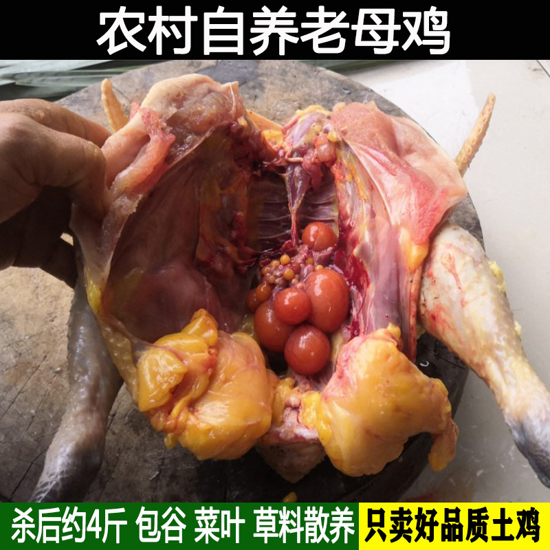 深山收购农家散养土鸡新鲜现杀土母鸡柴鸡孕妇月子走地老母鸡顺丰