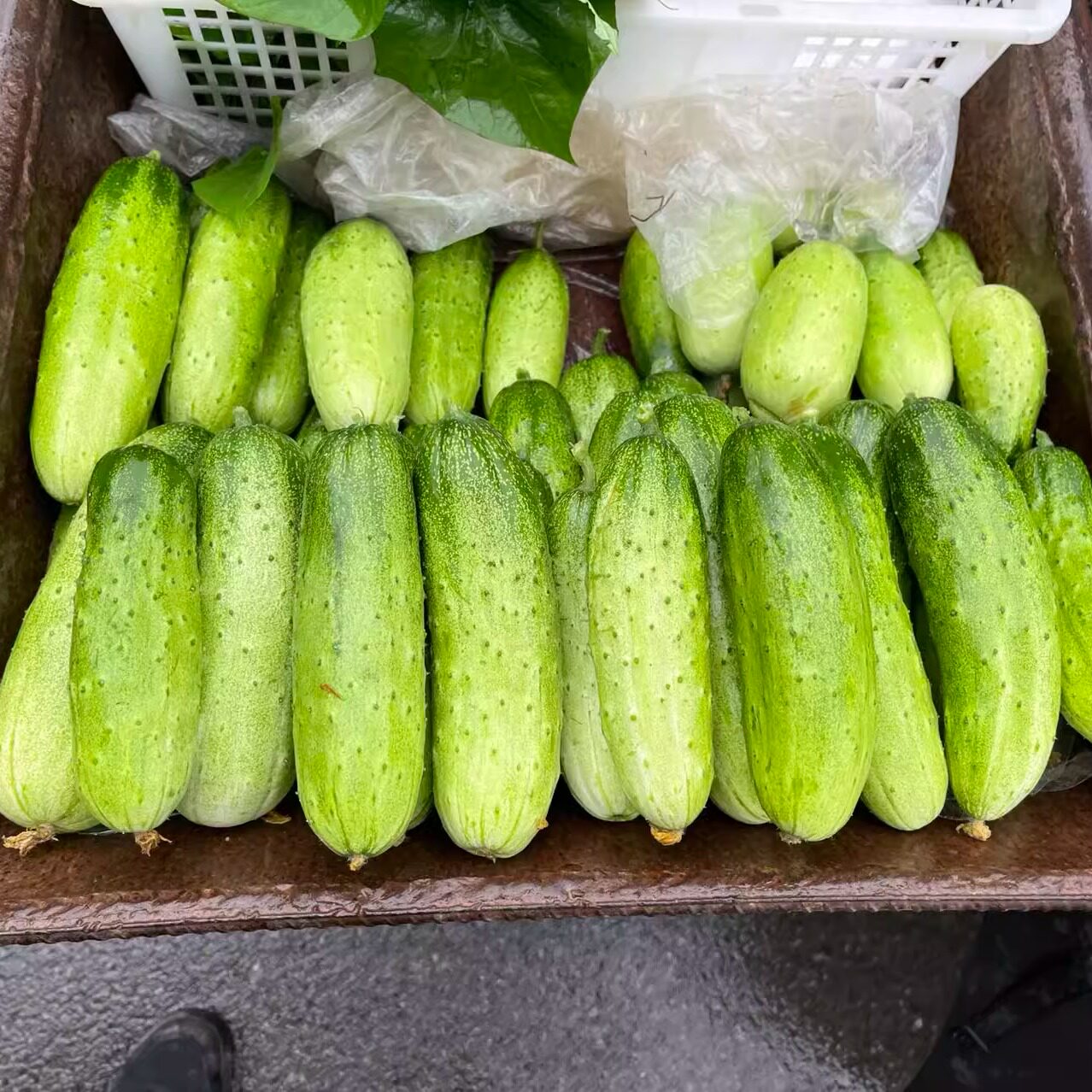 湖北特产本地黄瓜生吃小黄瓜水果黄瓜旱黄瓜农家现摘当季黄瓜包邮 - 实物图