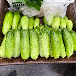 湖北特产本地黄瓜生吃小黄瓜水果黄瓜旱黄瓜农家现摘当季黄瓜包邮