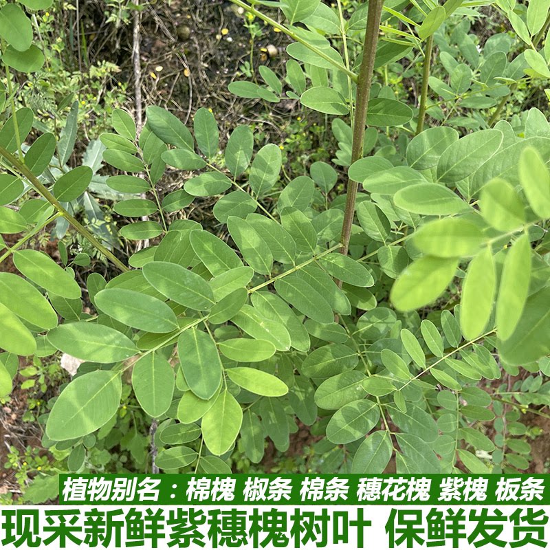 刺槐叶子,秋季(第2页)_大山谷图库