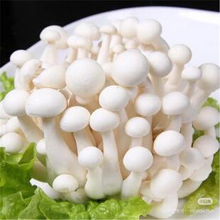 新鲜白玉菇鲜嫩菌菇火锅烧烤炒菜新鲜食用菌菇鲜货食用蘑菇非干货