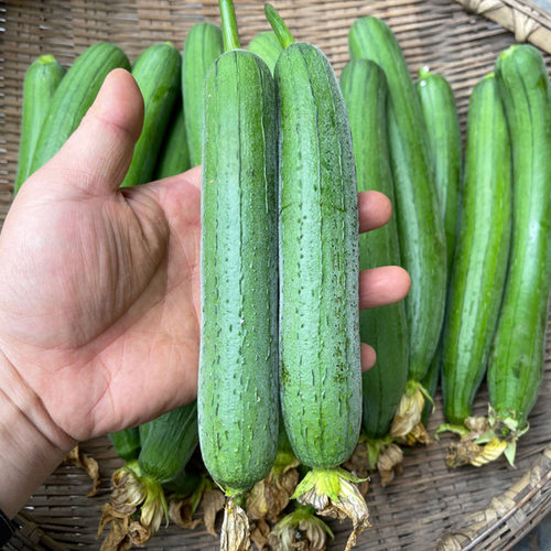 湖北本地油丝瓜笨丝瓜