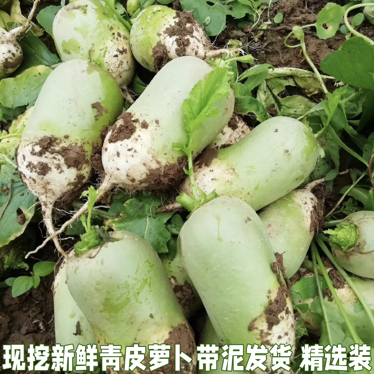 新鲜青皮萝卜青萝卜青皮萝卜脆嫩萝卜时令蔬菜可生吃凉拌菜包邮,水产肉类/新鲜蔬果/熟食,萝卜/胡萝卜,淘宝优惠券,粉丝福利购,淘宝优惠卷
