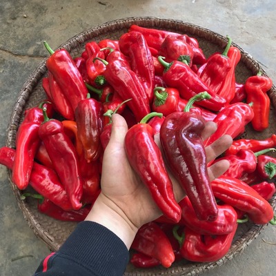 农家现摘5斤红土当季蔬菜鲜辣椒
