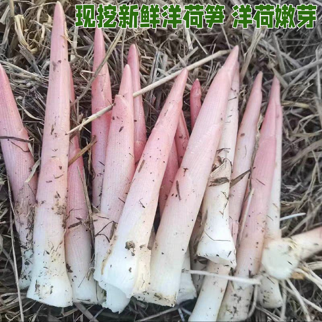 阳荷笋洋合洋荷姜笋野生新鲜野良姜洋火茗荷盐荷湖北宜昌特产包邮