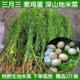 农家新鲜野地米菜三月三煮鸡蛋野菜荠菜花菱角菜地菜2斤装 包邮