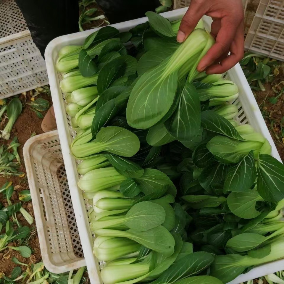 新鲜上海青小油菜现摘现发农家露天霜冻上海青大油青菜叶类菜包邮