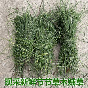 新鲜节节草现采土木贼草锁眉草笔杆草节骨草锉草问荆包邮