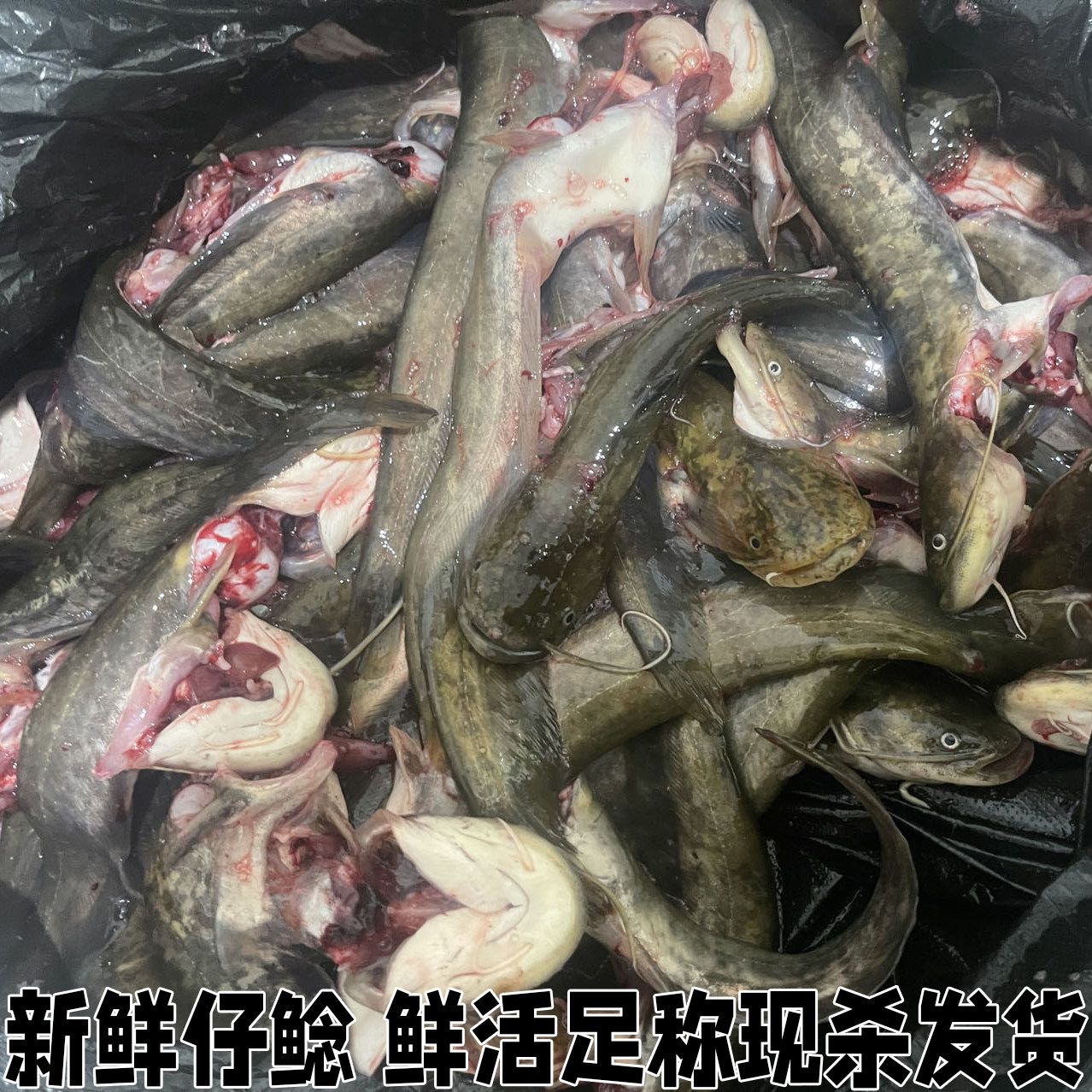 新鲜仔鲢仔鲶小鲶鱼胡子鲶大口鲶鱼本地土鲶鱼河鲶鱼淡水鱼鲜活