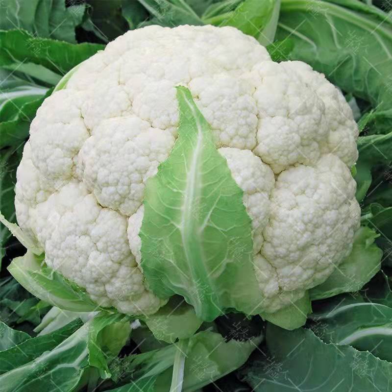松花菜新鲜长梗花菜蔬菜农家种植菜花现砍散花菜