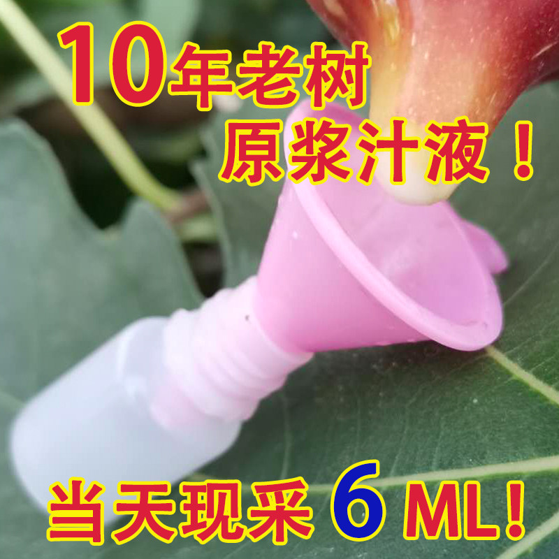 无花果汁液祛疣瘊子扁平疣药用
