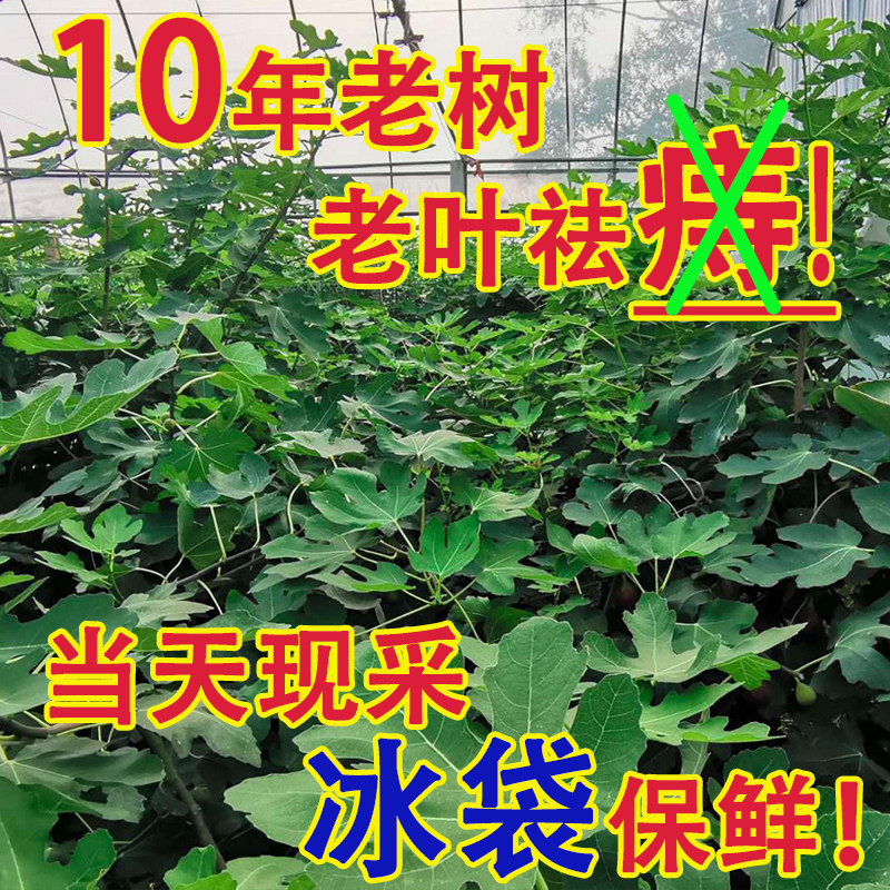 无花果叶子新鲜药用老树现摘孕妇产后坐浴叶子zhi汁液偏f熏洗蒸屁