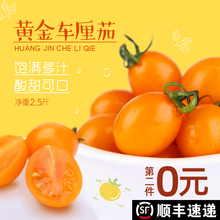 【直拍2件发5斤】漳州碱土新鲜小黄番茄自然熟