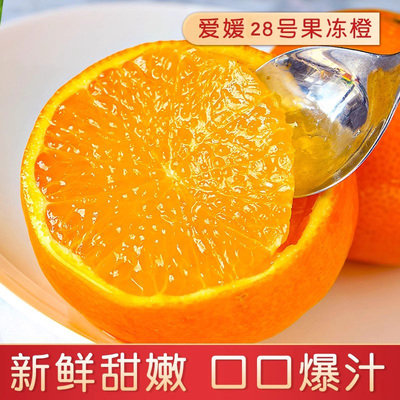 正宗福建果冻橙红美人