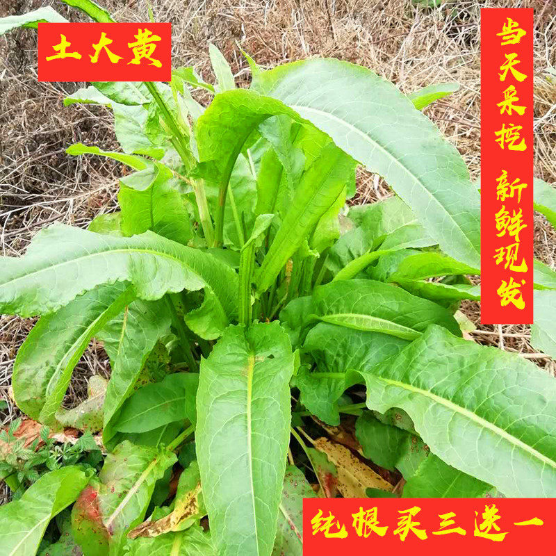 野生土大黄 菠菜 新鲜血三七牛舌草连明子野当归羊蹄根野萝卜500g