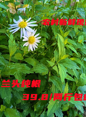 0现挖田边泡茶中草药马兰头