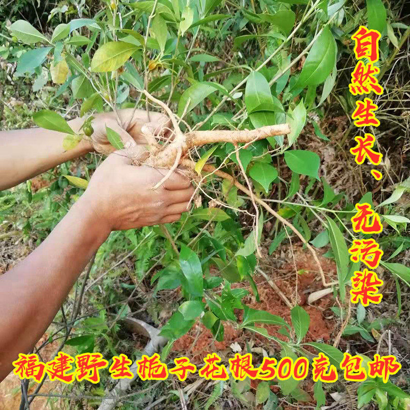 野生栀黄子栀子花根药用山栀子根福建闽北花栀子根花草茶泡茶500g