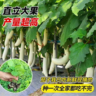 甜糯白玉长茄子秧苗带土球绿长茄紫黑长茄线茄竹丝茄种子四季盆栽